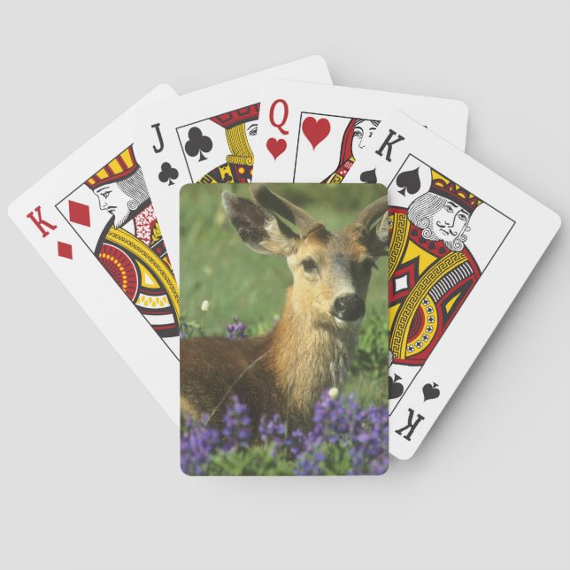 Svartsvanshjort, Odocoileus hemionus Spel Kort (Baksidan)