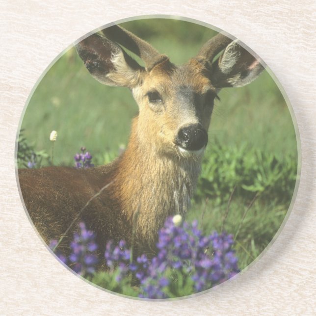 Svartsvanshjort, Odocoileus hemionus Underlägg (Framsidan)