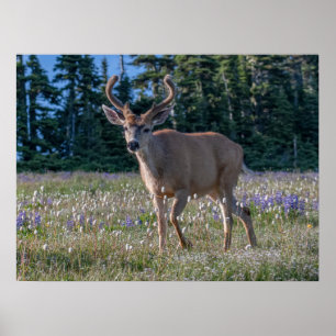 Svartsvanshjort Olympic National Park Poster