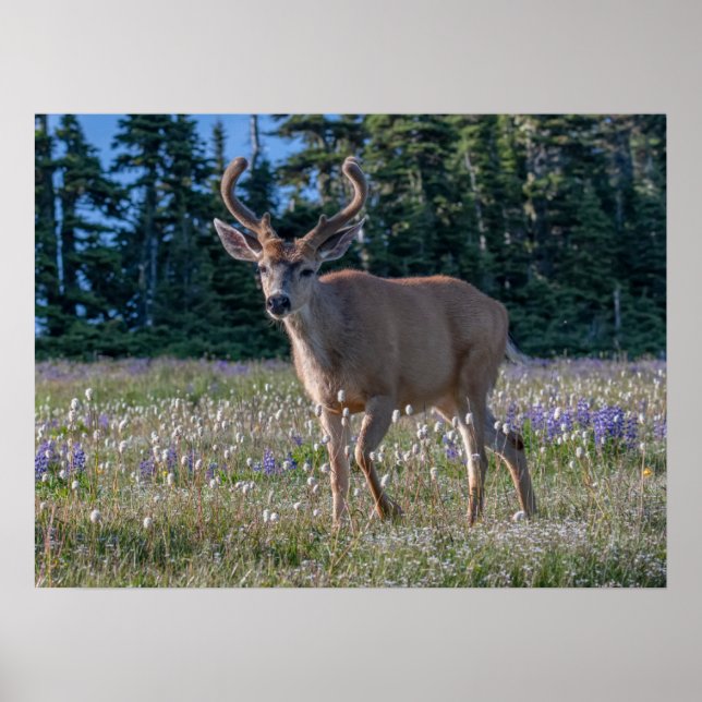 Svartsvanshjort | Olympic National Park Poster (Framsidan)