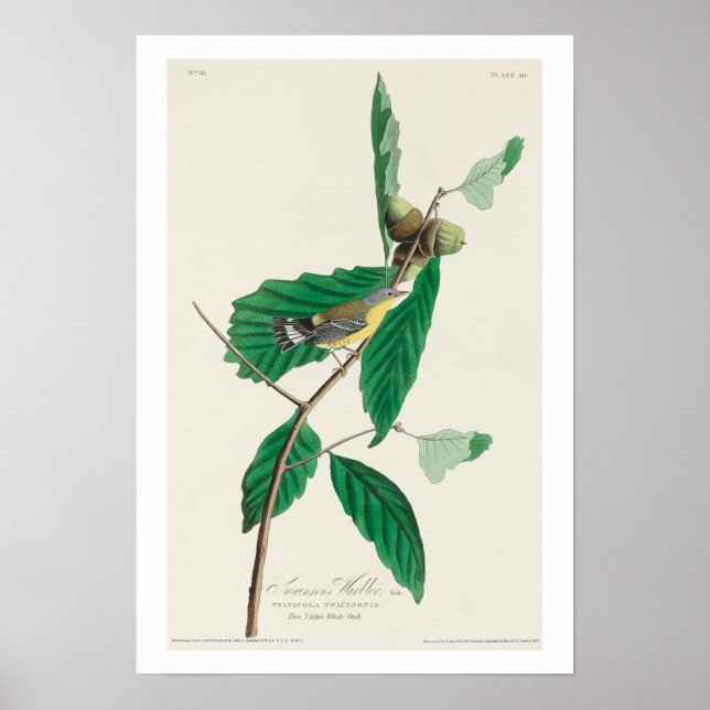 Svartsvarare och Gult med Audubon Poster (Framsidan)