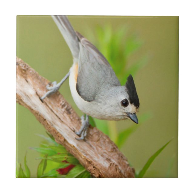 Svarttofsad titmouse kakelplatta (Framsidan)