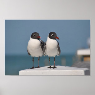 Svarttunga Gulls Poster