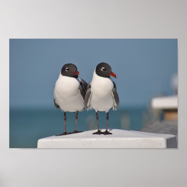 Svarttunga Gulls Poster (Framsidan)