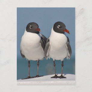 Svarttunga Gulls Vykort