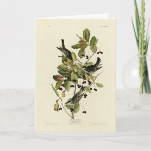 Svartvalsare från Audubon's Birds of America Kort