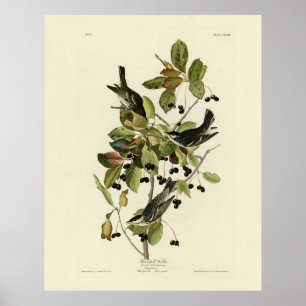 Svartvalsare från Audubon's Birds of America Poster