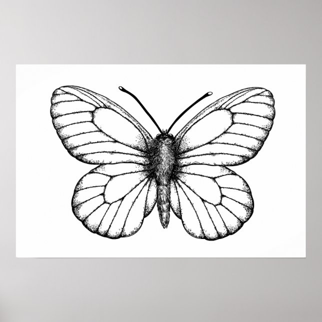 Svartvind vit fjäril poster (Framsidan)