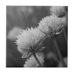 Svartvit Allium-Blomsterfotografi Kakelplatta
