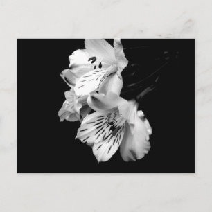Svartvit Alstroemeria Lily-vykort Vykort