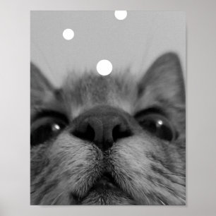 Svartvit Ansikte-vykort för katt Poster