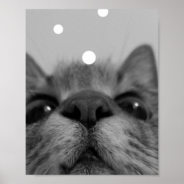 Svartvit Ansikte-vykort för katt Poster (Framsidan)