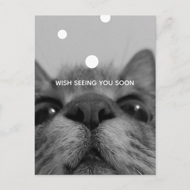 Svartvit Ansikte-vykort för katt Vykort (Framsida)