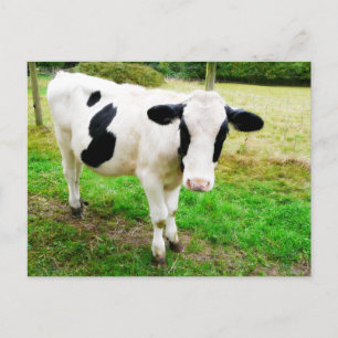 Svartvit apostrof S Cow Vykort