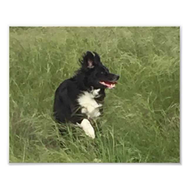 Svartvit Australian shepherd vid uppspelning Fototryck (Framsidan)