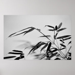 Svartvit bambuFargesia dracocephala 'Rufa Poster