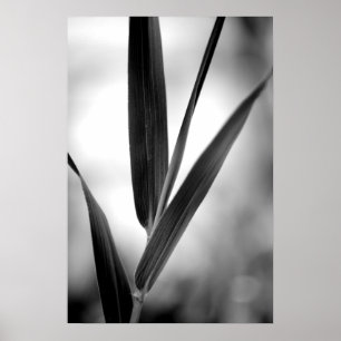 Svartvit bambulövverk poster