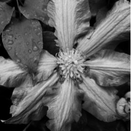 Svartvit bild av en Clematis efter regn