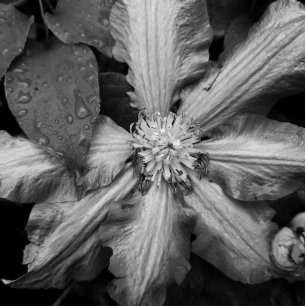 Svartvit bild av en Clematis efter regn
