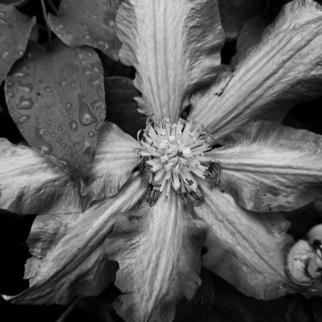 Svartvit bild av en Clematis efter regn (Skapare uppladdad)