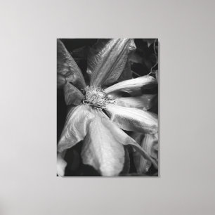 Svartvit bild av en Clematis efter regn