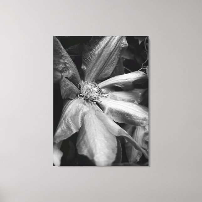 Svartvit bild av en Clematis efter regn (Framsida)