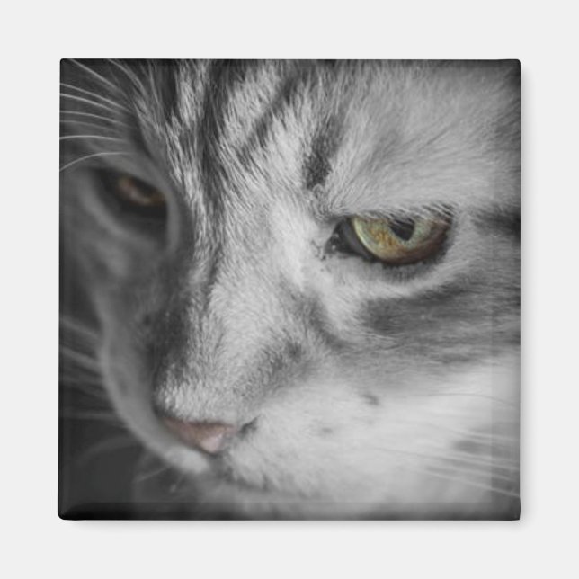 Svartvit bild av katt magnet (Framsidan)