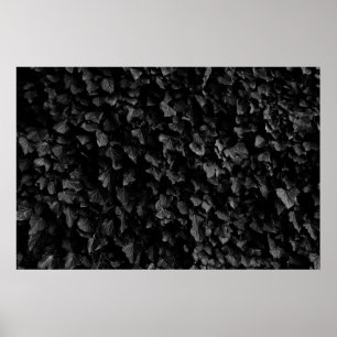 Svartvit bild av tjockt vivel-löv-växt poster
