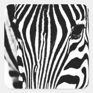 Svartvit bild av Zebra porträtt Fyrkantigt Klistermärke