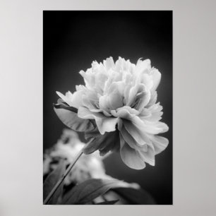 Svartvit blomma poster