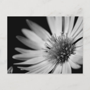 Svartvit blomma vykort