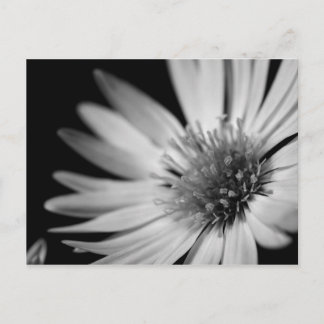 Svartvit blomma vykort