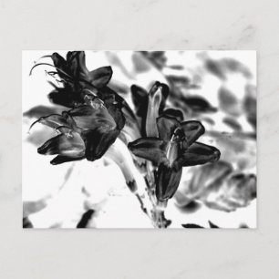 Svartvit blomma vykort