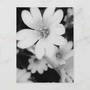 Svartvit blomma vykort