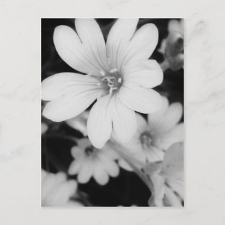 Svartvit blomma vykort