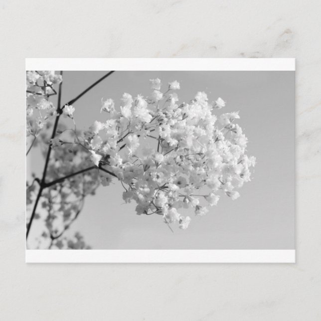 Svartvit Blommigt Vykort (Framsida)