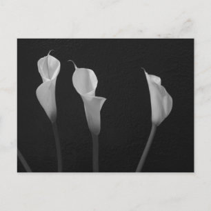 Svartvit blommor vykort