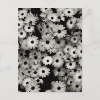 Svartvit blommor vykort