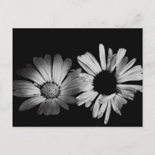 Svartvit blommor vykort