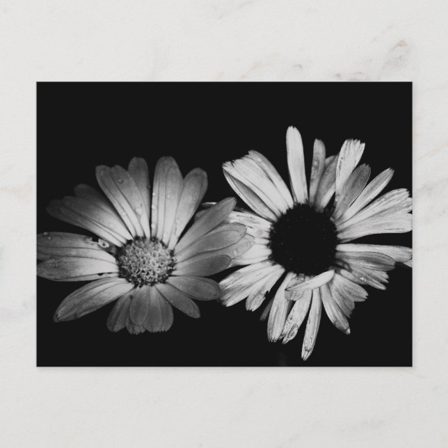 Svartvit blommor vykort (Framsida)