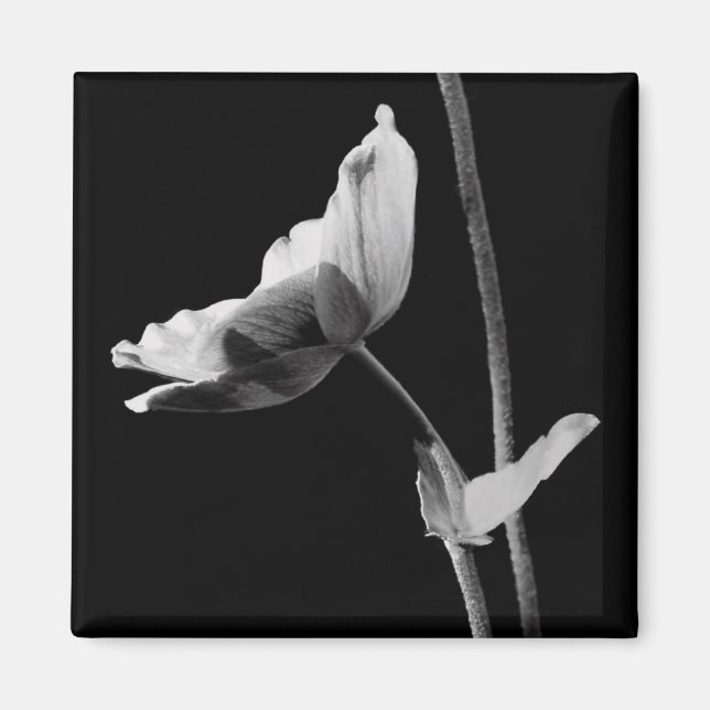 Svartvit blomning magnet (Framsidan)