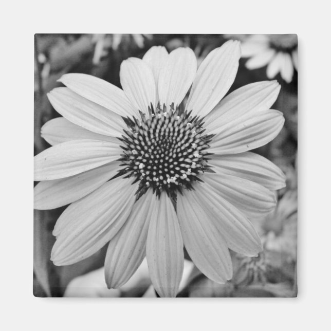 Svartvit blomning magnet (Framsidan)