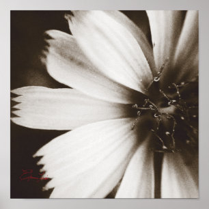 Svartvit blomning, makrofotografi poster