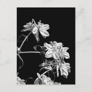 Svartvit blomstervykort vykort