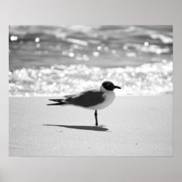 Svartvit Bonaparte's Gull på Beach 16 x 20 Poster