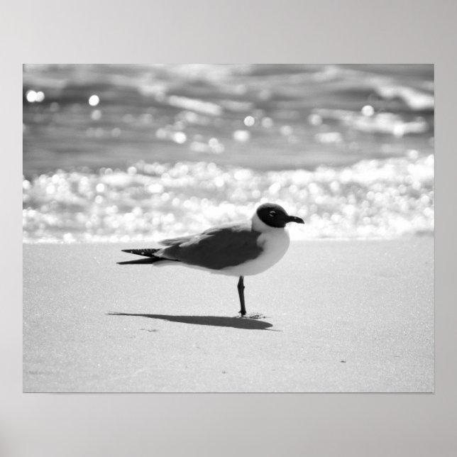 Svartvit Bonaparte's Gull på Beach 16 x 20 Poster (Framsidan)