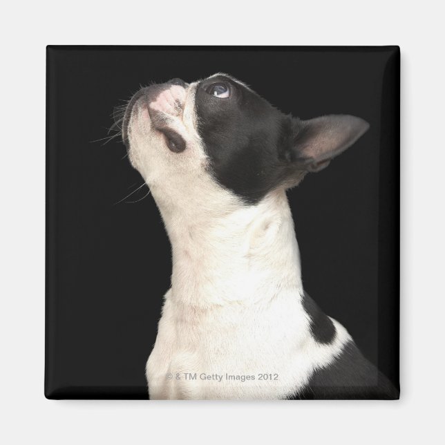 Svartvit Boston Terrier tittar upp Magnet (Framsidan)