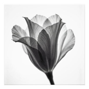 Svartvit botanisk fin konst fotografi