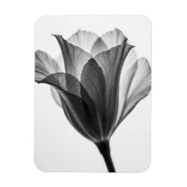 Svartvit botanisk fin konst fotografi magnet