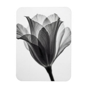 Svartvit botanisk fin konst fotografi magnet